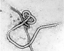 Active Outbreaks & ResurgencesHantavirus